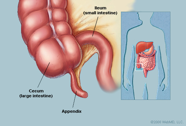 Appendix