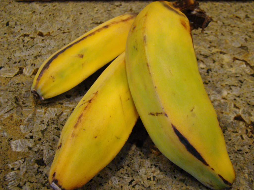 burro bananas