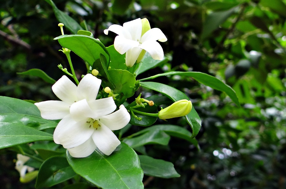Jasmine Plant
