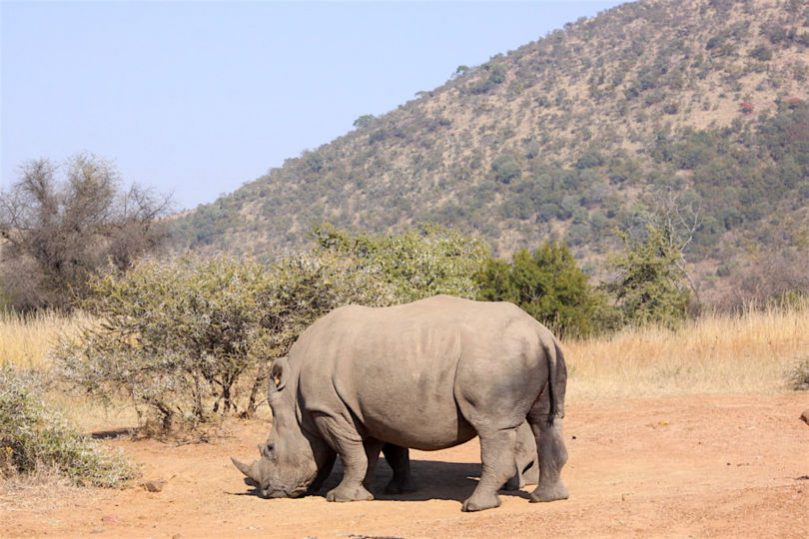 Rhino horn is more expensive than gold. It can fetch high prices in Vietnam and China