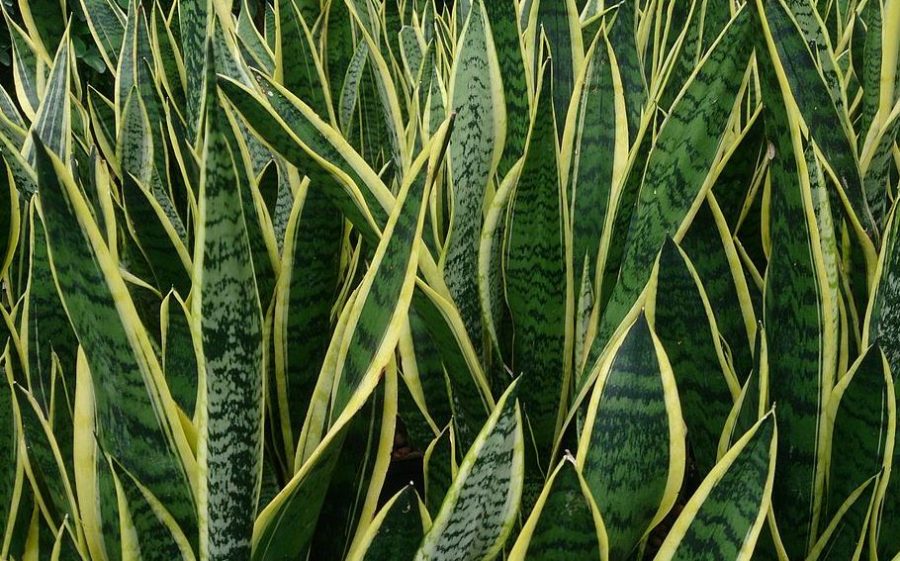 Snake Plant