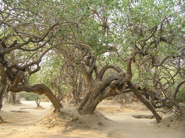 mystery of vrindavan's nidhivan