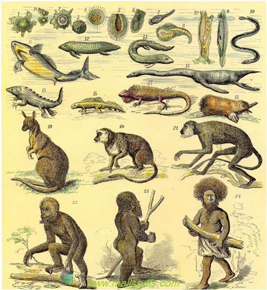 Hindu Evolution