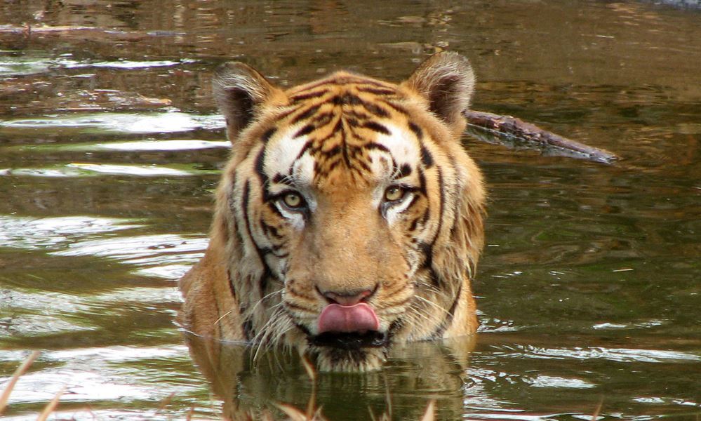 Bengal Tiger in Nepal