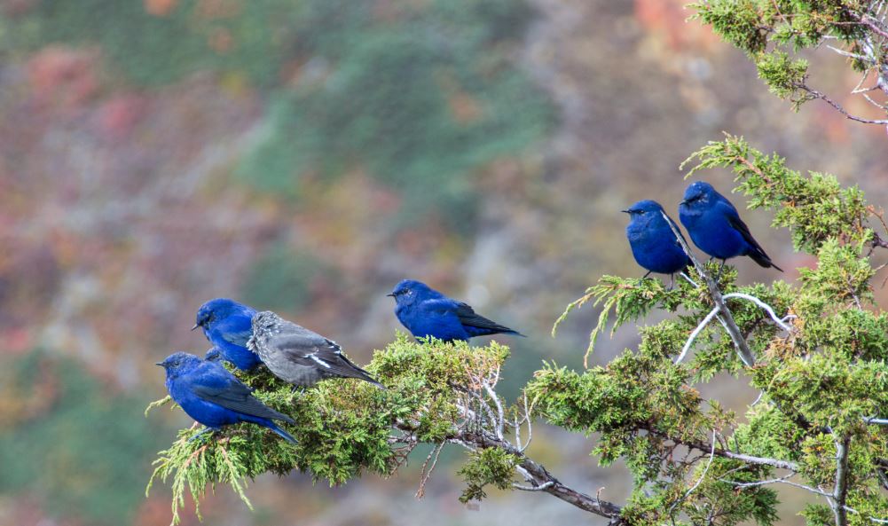 Birds in Nepal