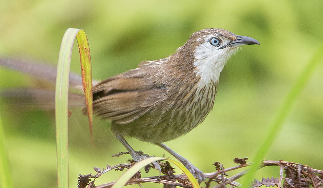 Spiny Babbler